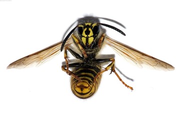 Honey bee, wasp or hornet close view. Insect in the natural habitat