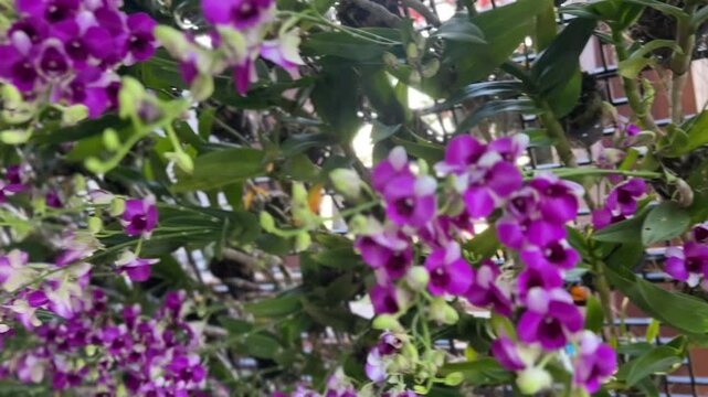 Dendrobium bigibbum (Cooktown Orchid) in full bloom with vibrant purple petals, surrounded by lush green foliage in a tropical garden.
