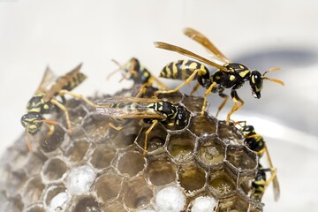 Honey bee, wasp or hornet close view. Insect in the natural habitat