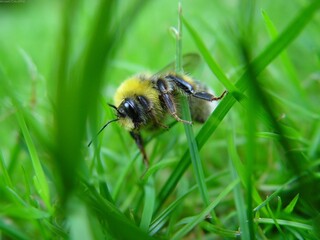 Honey bee, wasp or hornet close view. Insect in the natural habitat
