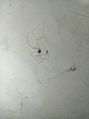 spider