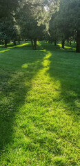 the path of light, warm sunlight filtering though the trees and shining on the lawn
