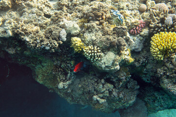 Snorkelling in Red Sea, corals and some fish visible