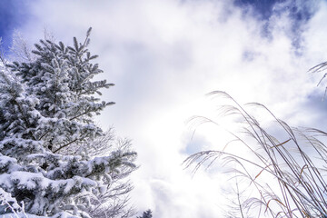白銀の世界に広がる幻想的な冬景色