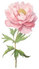 Obraz premium PNG Flower peony illustration botanical.