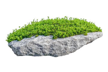 Green moss covering a rock surface in nature, cut out