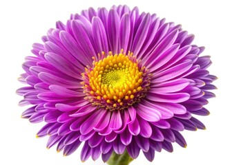 Detailed macro photography of autumn asters;  purple and pink blooms isolated on white, showcasing intricate petal structures.
