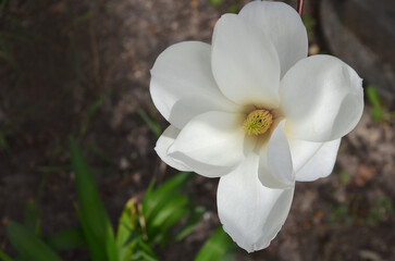 white Magnolia denudata (Yulan Magnolia) blooming flower.Closeup, top view photo outdoors. Gardening,landscaping, planting magnolia tree concept. Free copy space.