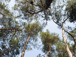 beautiful shot photo tea plantations greenery tall pine trees mountainous terrain cloudy fog mist natural scenery roads india Purola, Uttarakhand