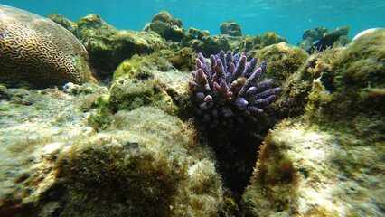 Vibrant purple coral thriving amidst a rich ecosystem of rocks and algae, showcasing the colorful diversity of marine life on a stunning tropical reef