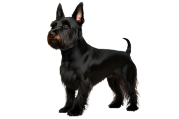 Grey dog standing upright with alert expression, cut out