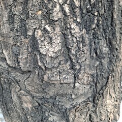 Bark of a rubber tree