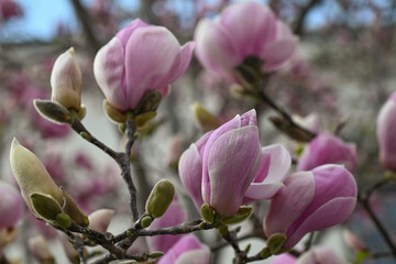 Gros plan sur des fleurs de magnolia © PPJ