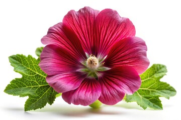 High-resolution image of a claret mallow (Alcea rosea) flower, isolated on white; botanical macro shot.