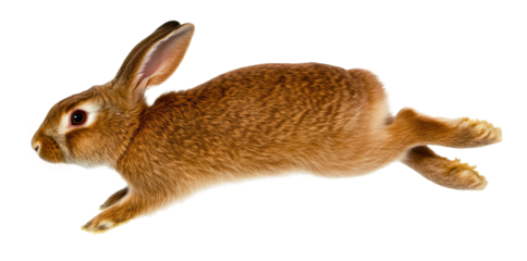 Happy brown rabbit jumping with joy, cut out