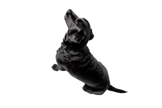 Cabbage head cutout on white background, cut out