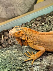 iguana on the rock