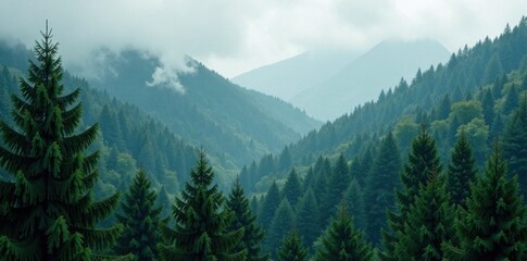 Dense foliage of evergreen trees in a misty forest, foliage, woodland, green