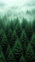 Fototapeta premium Dense Green Coniferous Forest Under a Mysterious Foggy Overcast Sky Aerial View of Moody Landscape Evergreen Pine Trees Pattern