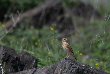 The beautiful Paddyfield pipet a small, brown in color stands on a rock with a soft, out of focus background.