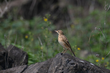 The beautiful Paddyfield pipet a small, brown in color stands on a rock with a soft, out of focus...