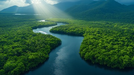 Fototapeta premium Dense Green Canopy of Daintree Rainforest with Sunlight Beams