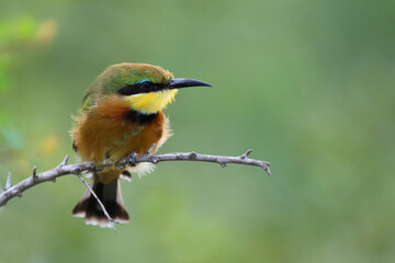 Zwergspint / Little bee-eater / Merops pusillus