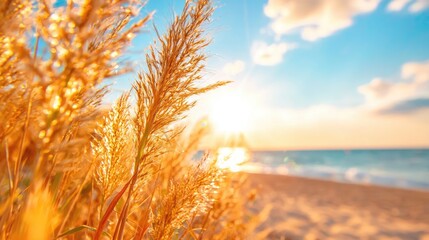 Golden beach grass sunset ocean landscape