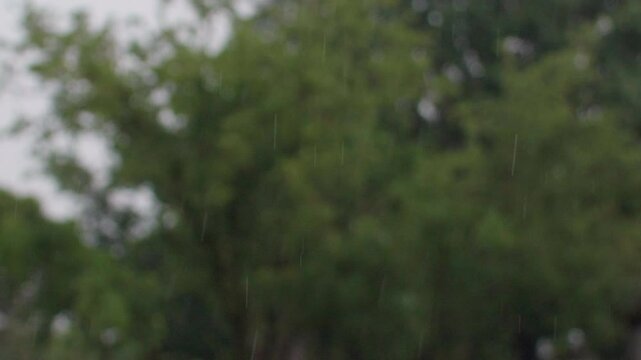 Raining in Front of Tree