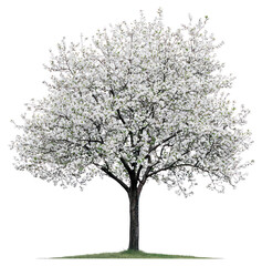 Obraz premium PNG A Plum tree background isolated blossom.