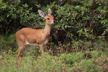 Afrikanischer Steinbock / Steenbok / Raphicerus campestris