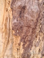 minimalistic background design - close up photography of tree bark