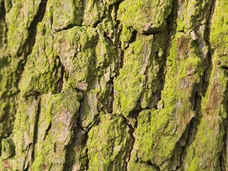 minimalistic background picture - close up photography of wood bark