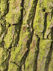 minimalistic background picture - close up photography of wood bark