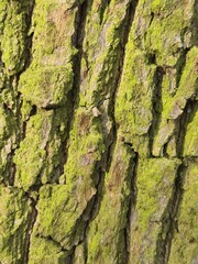 minimalistic background picture - close up photography of wood bark