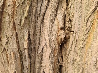 minimalistic background picture - close up photography of wood bark