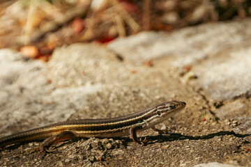 Close-up photograph of a lizard on rocky ground