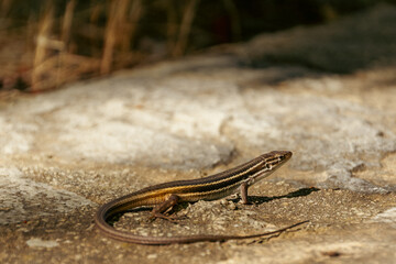Lizard on a Rock