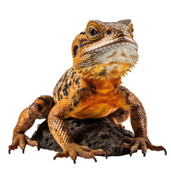 bearded dragon lizard