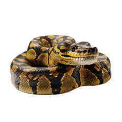 Obraz premium snake on white background