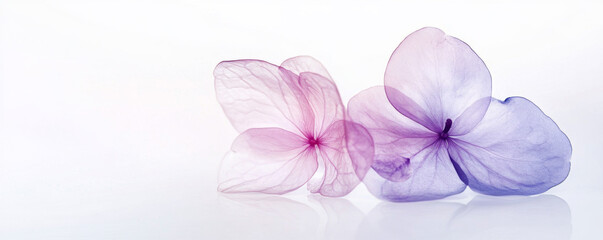 Ethereal Translucent Flowers in Soft Pastel Shades. BAnner