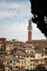The beautiful Siena in Tuscany, Italy