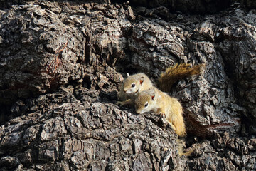 Ockerfußbuschhörnchen / Tree squirrel / Paraxerus cepapi