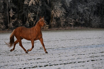Pure Lebensfreude. Pferd l&auml;uft frei &uuml;ber schneebedeckte Wiese am Waldrand