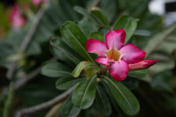 A close-up picture of a bright red flower. Desert Rose, adenium obesum, Japanese frangipani. Exotic tropical flower in red, magenta, or pink color