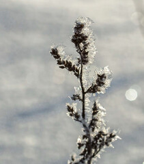 snow covered branches