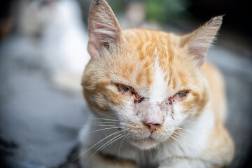 Portrait of lonely homeless ginger cat sitting on the asphalt road on the street. Abandoned pets. Animals forgotten by their owners