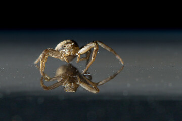 spider in the frame poses on a reflective surface

