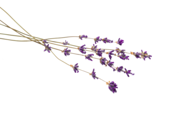 Sprigs of dry lavender flowers isolated on a white background. Lavender blossoms. Bunches of lavender.
