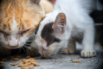 A ginger-coloured cat and a white and black cat are eating kibbles. Concept for pet feeding time. Selective focus.
